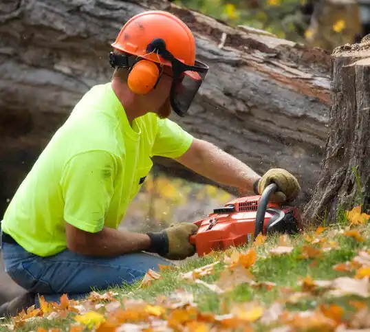 tree services Cleveland Heights